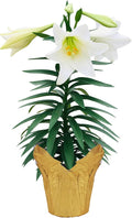 Live Flowering Easter Lily in Deco Cover, 3+ Blooms Per Plant, 12" Tall by 6" Wide in 1.25 Qt Pot