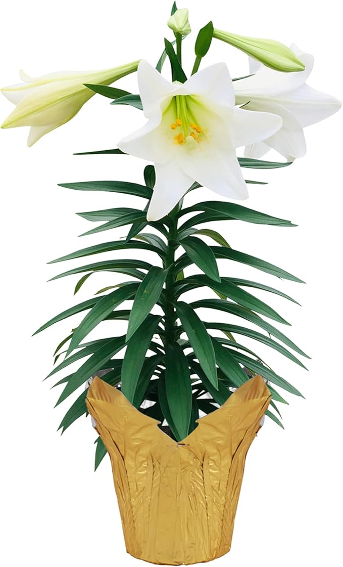 Live Flowering Easter Lily in Deco Cover, 3+ Blooms Per Plant, 12" Tall by 6" Wide in 1.25 Qt Pot