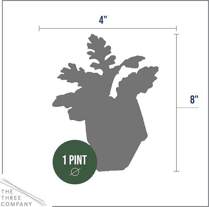 Live Spring Dusty Miller - 4 Plants Per Pack - 6" Tall by 4" Wide in 1 Pint Pot