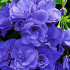 10+ Violet Double Hardy Geranium Seeds for Planting Outdoor-Rare Perennial Cranesbill Geraniums Seeds Flower Non-GMO Heirloom for Garden Home Attract Pollinators
