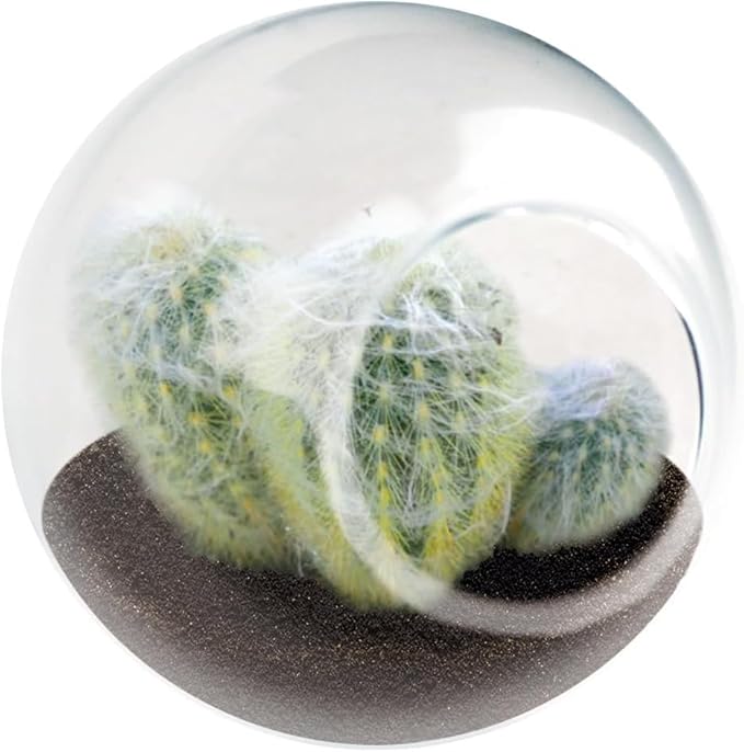 Unique Gardener Tiny Terrarium Plant Seeds 3 Variety Pack, DIY Indoor Succulents and Live Plants for Home or Garden Planting, 2 Each of Assorted Cacti Pack