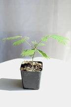 Pink Flower Persian Mimosa Silk Tree Live Starter Plant Albizia Julibrissin 2 Inch Pot (1)