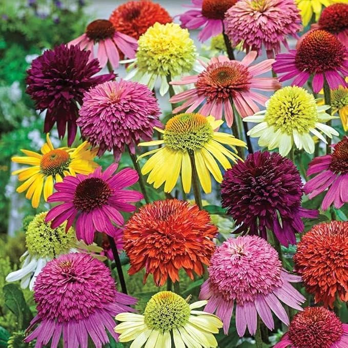 1000+ Mix Double Coneflower Seeds - Coneflower Seeds Echinacea Flower Perennial Bloom Flowers Rare Coneflower Plant Flower