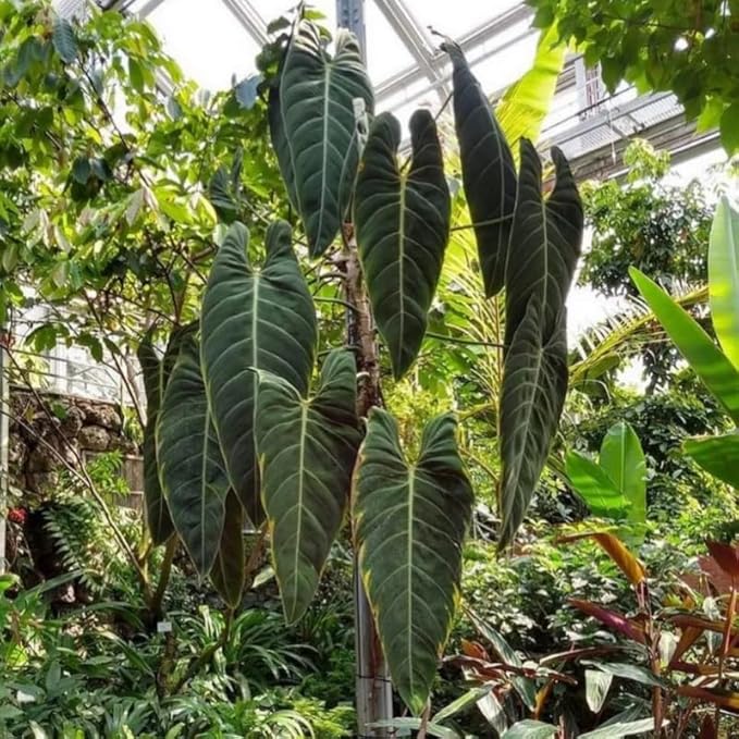 Melanochrysum Philodendron Plant Live, Rare Tropical Variegated Live Indoor Houseplant, Starter Plants No Pot, 5-9" in Tall