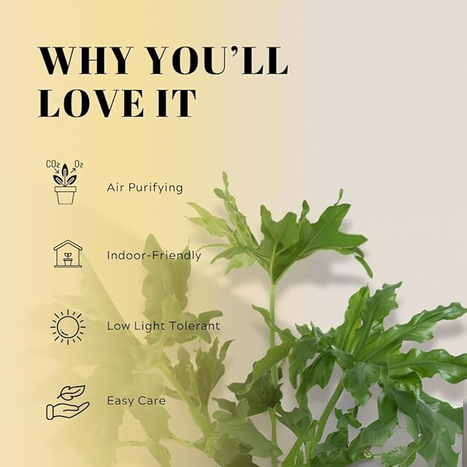 MyShelfie - Mini Philodendron Selloum Hope Starter Live Plant in 2-Inch Pot – Tropical Indoor Houseplant, Low Maintenance, Easy Care, Perfect for Home or Office Décor (3)