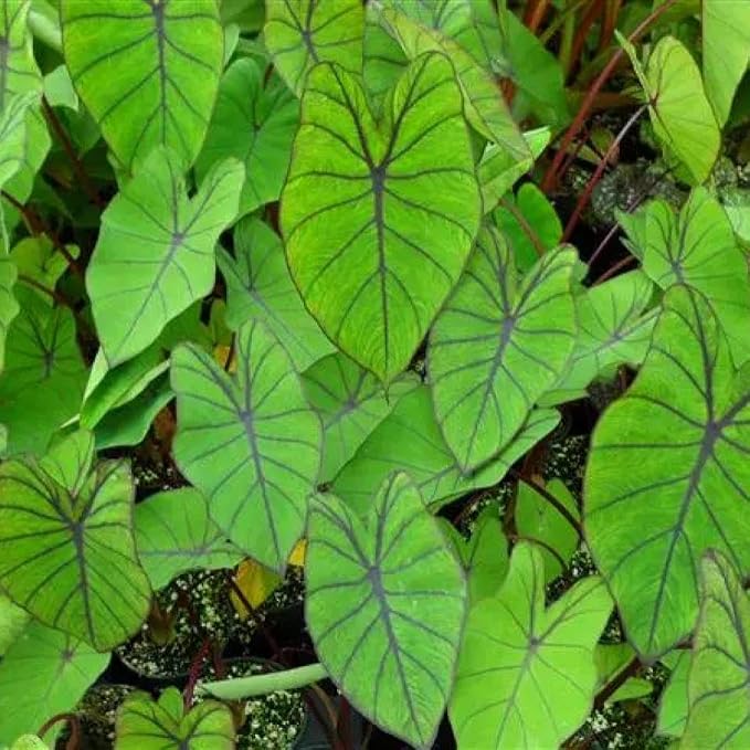Taro, Blue Hawaii Live Pond Plant Freshwater Water Garden Plants Filters Lily Ponds Bogs Koi and Goldfish Pond Bog Plants Floating Shallow Water Marginal Aquatic Lilies Real Hardy Hyacinth Outdoor