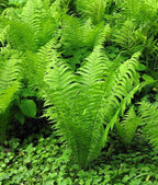 10 Roots TN Otrich Glade Fern Rhizome Matteuccia Struthiopteris - Live Root Plant