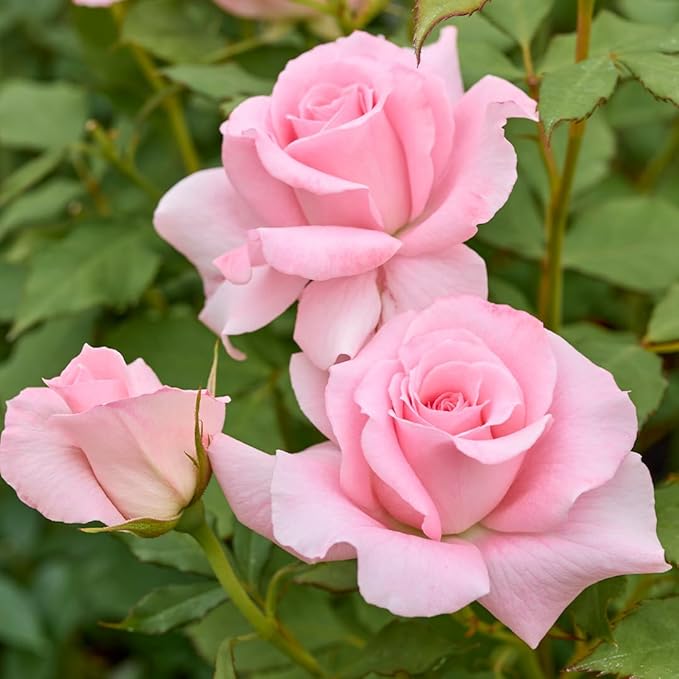 Pearly Gates Peachy Climbing Rose Live Plant, Can Grow As Rose Bushes Shrubs, Fragrant Ready to Plant, Starter Size, 5 to 10 Inc Tall, Dormant in Winter