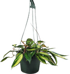 Hoya Pot of Gold - Inner Variegated Hoya Latifolia FKA Macrophylla Inner Variegated - Available in 3.5", 4.5" Pot & 6" Pot - Hoya Plants Live Houseplants (Multiple Plants/Vines, 6" Hanging Pot)
