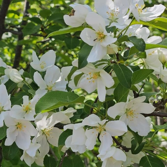 2 Mock Orange Live Plants | Mock Orange Shrubs for Outdoor Planting | 1–2 Feet Tall Bush Plants | Live Bushes and Shrubs Outdoor for Garden Use