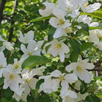 2 Mock Orange Live Plants | Mock Orange Shrubs for Outdoor Planting | 1–2 Feet Tall Bush Plants | Live Bushes and Shrubs Outdoor for Garden Use