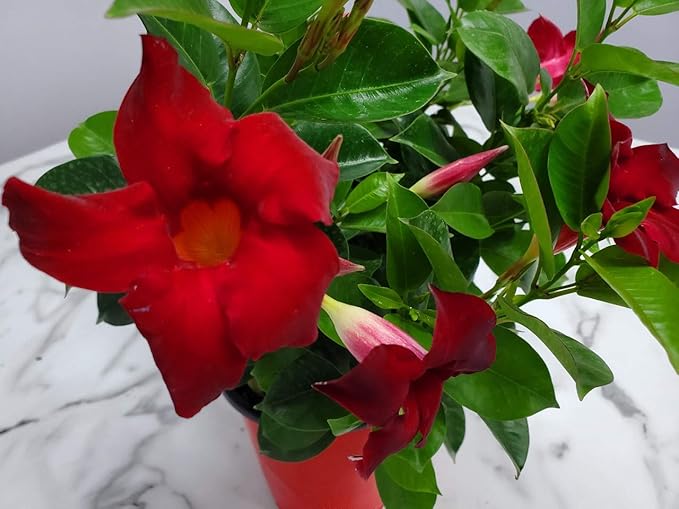 Live Dipladenia Mandevilla Plant - Red Dipladenia Bush - 14 inch Overall Height - 6 inch Planter Pot (1 Gallon) - Tropical Plants of Florida (Plant Only)