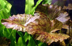 Marcus Fish Tanks - 3X Tiger Lotus Lily Nymphaea Lotus - Live Aquarium Plants - Freshwater Aquatic Plant