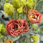 Eustoma Lisianthus Plant Live, Lisianthus Flowers Well Rooted Plug 2-3 Inch Height, Lisianthus Thornless Roses Seedling (Brown Lisianthus)