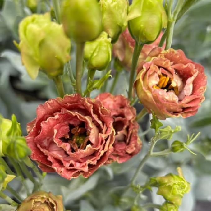 Eustoma Lisianthus Plant Live, Lisianthus Flowers Well Rooted Plug 2-3 Inch Height, Lisianthus Thornless Roses Seedling (Brown Lisianthus)