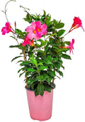 Pretty Pink Live Dipladenia Plant - Live Flowering Plant - Trellis - 18" Hoop, 18" to 20" Overall Height - 1 Gallon Planter - Tropical Plants of Florida (Plant Only)