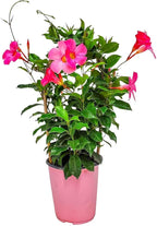 Pretty Pink Live Dipladenia Plant - Live Flowering Plant - Trellis - 18" Hoop, 18" to 20" Overall Height - 1 Gallon Planter - Tropical Plants of Florida (Plant Only)