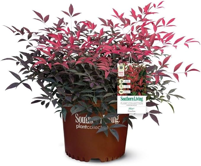 Flirt Nandina (1.5 Gallon) Low-Growing Multicolor Evergreen Shrub with Red New Growth - Part Shade Live Outdoor Plant - Southern Living Plants