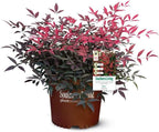 Flirt Nandina (1.5 Gallon) Low-Growing Multicolor Evergreen Shrub with Red New Growth - Part Shade Live Outdoor Plant - Southern Living Plants