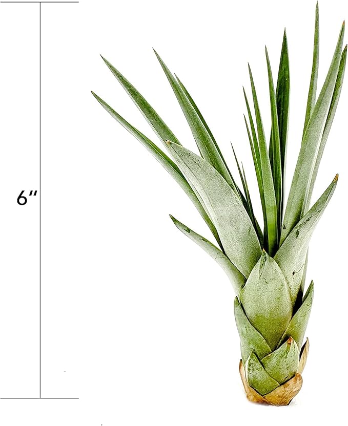 ragnaroc Air Plants - Tillandsia Fasciculata Tricolor, Large 4-6" - 1ct - Live Arrival Guaranteed - House Plants for Home Decor & Gift
