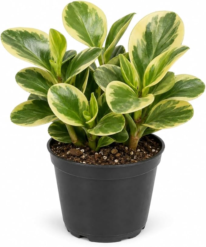 Peperomia Obtusifolia Variegated Live Plant, Baby Rubber Plant in 4'' Inch Pot, Easy-Care Peperomia Live Indoor Houseplant, Attractive Variegated Rubber Plant for Home & Office Décor