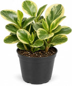 Peperomia Obtusifolia Variegated Live Plant, Baby Rubber Plant in 4'' Inch Pot, Easy-Care Peperomia Live Indoor Houseplant, Attractive Variegated Rubber Plant for Home & Office Décor