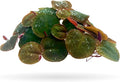 Aquarigram 60+ Leaves Red Root Floaters Live Floating Plants for Aquarium (Phyllanthus Fluitans)…