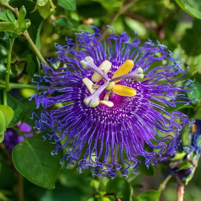 Deep Purple Passion Flower Plant Live, Passiflora Flowering Vine, Trailing Passion Flowers 4 to 8 Inch Tall