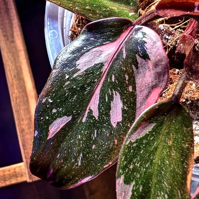 Rare Variegated Pink Philodendron Plant Live Indoor, 5-9" No Pot, Tropical House Plant for Indoor, 5-9" No Pot Home Décor Houseplants