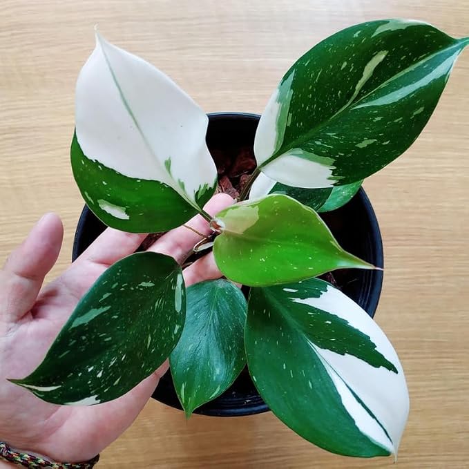 White Princess Philodendron Plant Live, Rare Tropical Variegated Live Indoor Houseplant, Starter Plants No Pot, 5-9" in Tall