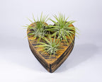 Air Plants - Tillandsia Ionantha - Organically Enhanced Color - Live Arrival Guaranteed - House Plants for Home Decor & Gift (Black Gold - Green)