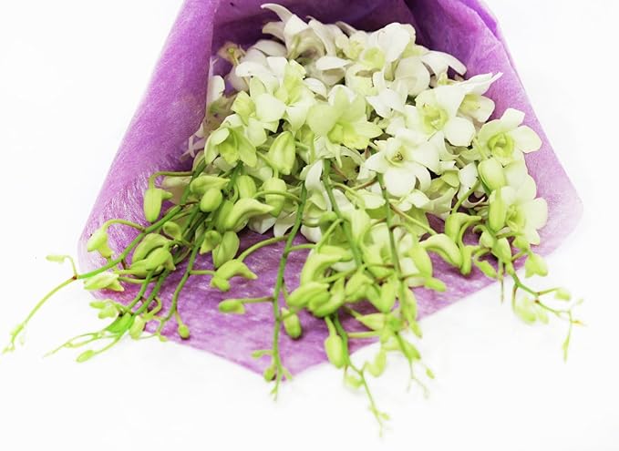eflowerwholesale - Premium Cut Orchids (White 10 stems Orchids) Gift for Graduation, Birthday, Sympathy, Anniversary, Get Well, Thank You, Valentine, (Support Small Business)