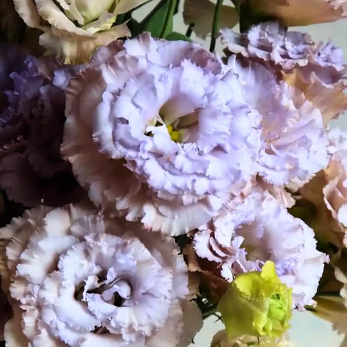 Eustoma Lisianthus Plant Live, Lisianthus Flowers Well Rooted Plug 2-3 Inch Height, Lisianthus Thornless Roses Seedling (Pastel Blue Lisianthus)