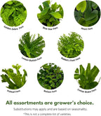 BubbleBlooms Fern Variety Assortment, 6 Different Ferns in 2 inch pots Tiny Mini Pixie Plants
