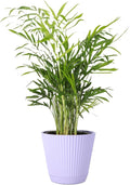 Thorsen's Greenhouse Parlor Palm Plant, Live Indoor Plant, Neanthe Bella Palm, Natural Air Purifier, Easy to Grow, Pet Safe Plant, 4-inch Diameter Pot (Lavender)