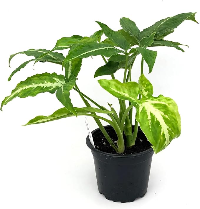 Syngonium Black Velvet - Live Plant in a 4 Inch Pot - Syngonium Wendlandii - Stunning Houseplant with Unique Foliage - The Perfect Air Purifying Houseplant Companion