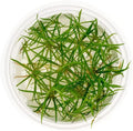SubstrateSource Live Plant - Echinodorus tenellus 'Micro' - Foreground Rosette for Carpeting, Snail-Free in Vitro Aquarium Plant - Tissue Culture