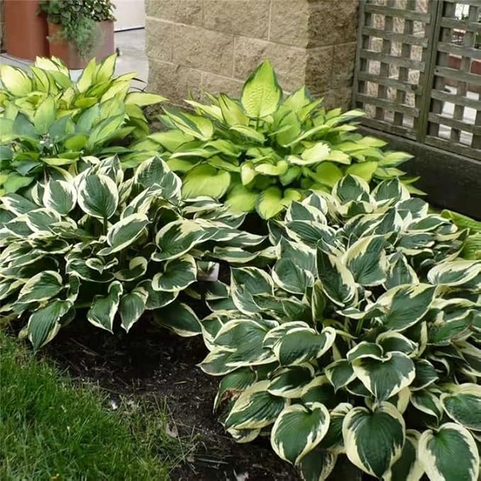 Hosta Seeds for Planting, 290+pcs Rare Perennial Hosta Flower Seeds Plants, Non-GMO Heirloom Long Blooming Plants Shaded Entry Pathway Rare Flowers for Garden Outdoors