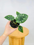 Alocasia Dragon Scale (Alocasia baginda) 5-9" Live Plant - Rare Jewel Alocasia with Highly Textured Foliage - Compact Indoor Houseplant - Collectors Favorite