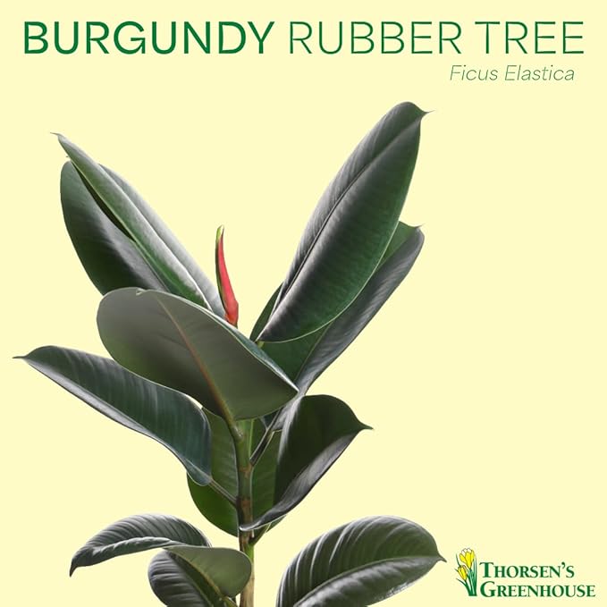 Thorsen's Greenhouse Ficus elastica, Live Indoor Plant, Rare Variety, Natural Air Purifier, Burgundy Rubber Plant, 4-Inch Diameter Pot (Sage)