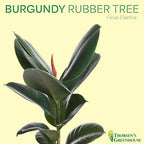 Thorsen's Greenhouse Ficus elastica, Live Indoor Plant, Rare Variety, Natural Air Purifier, Burgundy Rubber Plant, 4-Inch Diameter Pot (Brushed Silver)