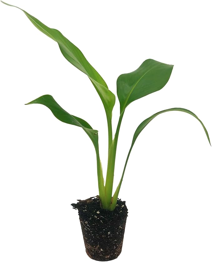 Live White Birds of Paradise Plant - 'White Birds of Paradise' Strelitzia nicolai - ragnaroc Tropical Plant 6-10” Tall - 1ct - Live Arrival Guaranteed - House Plants for Home Decor & Gift