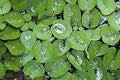 12 Water Spangles (Salvinia Minima) Live Floating Plants for Aquarium or Pond by TMDFishKeeping