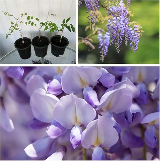 Stunning Live 1 Potted Chinese Blue Weeping Wisteria Tree Fresh Plant