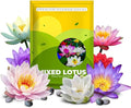10 Mixed Bowl Lotus Flower Seeds for Planting, Water Lily Flower Plants, Bonsai Lotus Seeds, High Germination, Red, Bule, Pink, White and Purple Colors, Non-GMO Aquatic Plant Seeds