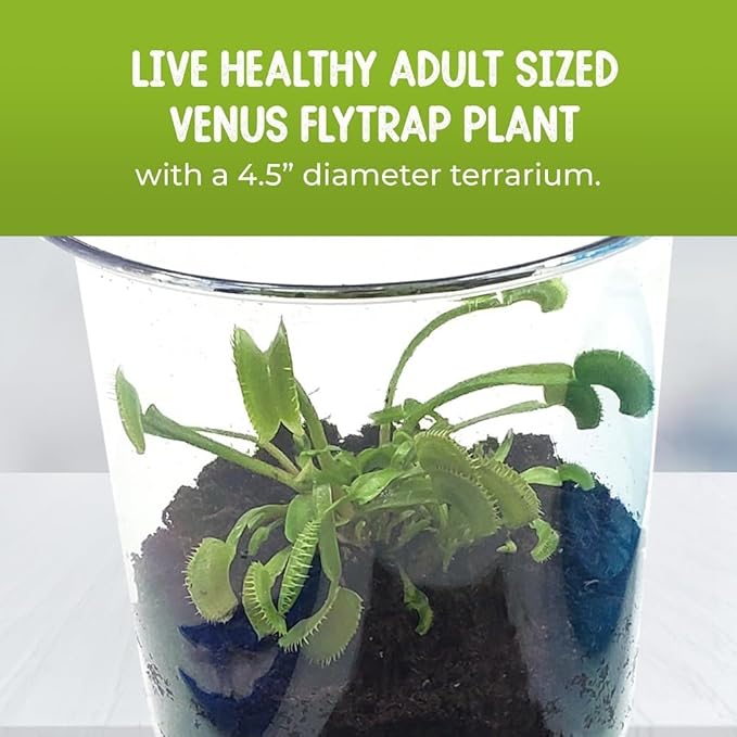 Venus Fly Trap Live Plant with 4.5" Pink Terrarium + Carnivorous Plants Food Bundle with Feeding Tweezers - Carnivorous Plant Soil and Live Venus Flytrap