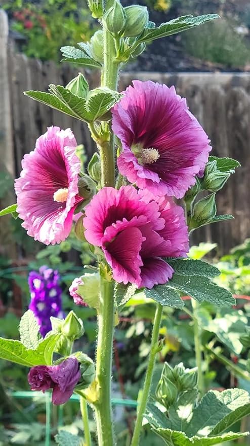 50pcs Hollyhock Queeny Purple Flowers Seeds Heirloom Flower Perennial