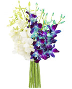 KaBloom - 30 Blue And White Orchids - Fresh Flowers for Birthday, Valentine's & Mother's Day