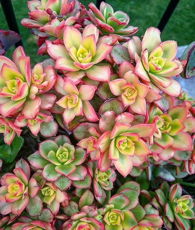 Easy Care Aeonium Plant Live 4” Pot, Rare Succulents Plants Live, Well Rooted, Easy Care House Plants (Green with Pink)