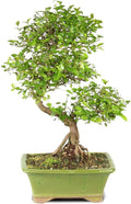 Chinese Sweet Plum